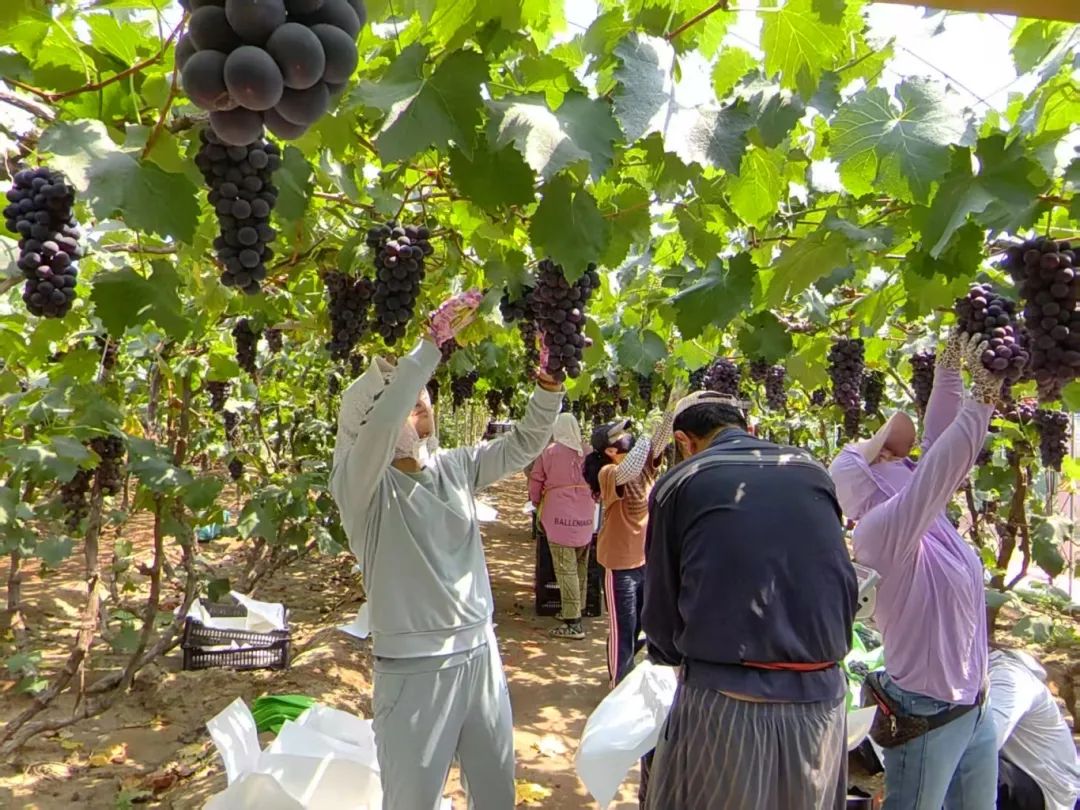 伟易博(中国区)官方网站